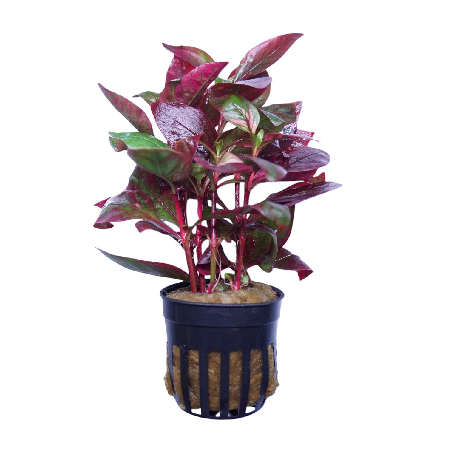 Alternanthera reineckii red broad leaf aquarium plant from Cuboid Nature Aquarium, vibrant red foliage in a planted tank.