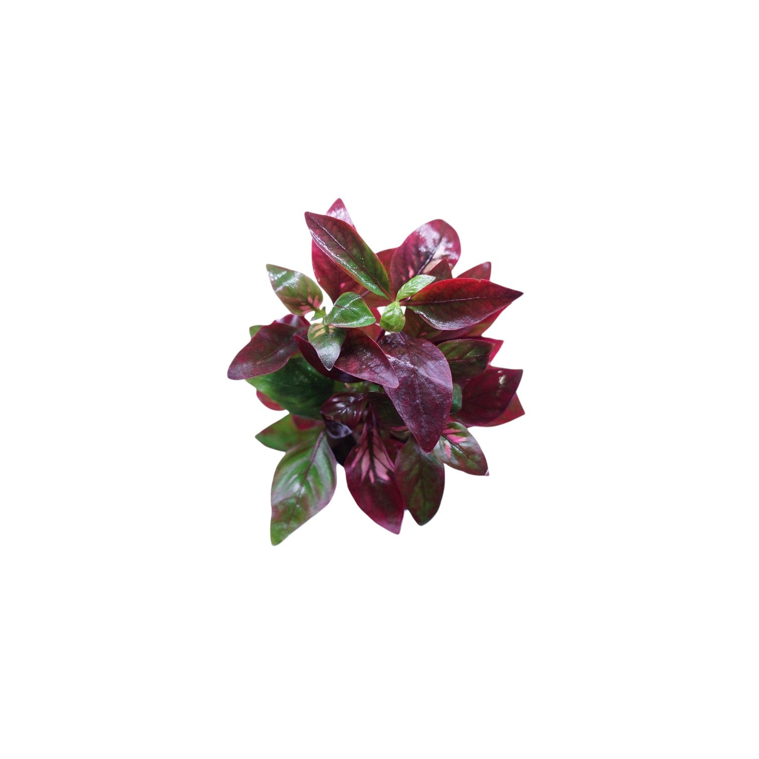 Alternanthera reineckii red broad leaf aquatic plant from Cuboid Nature Aquarium, healthy red-leaved freshwater plant in a pot.