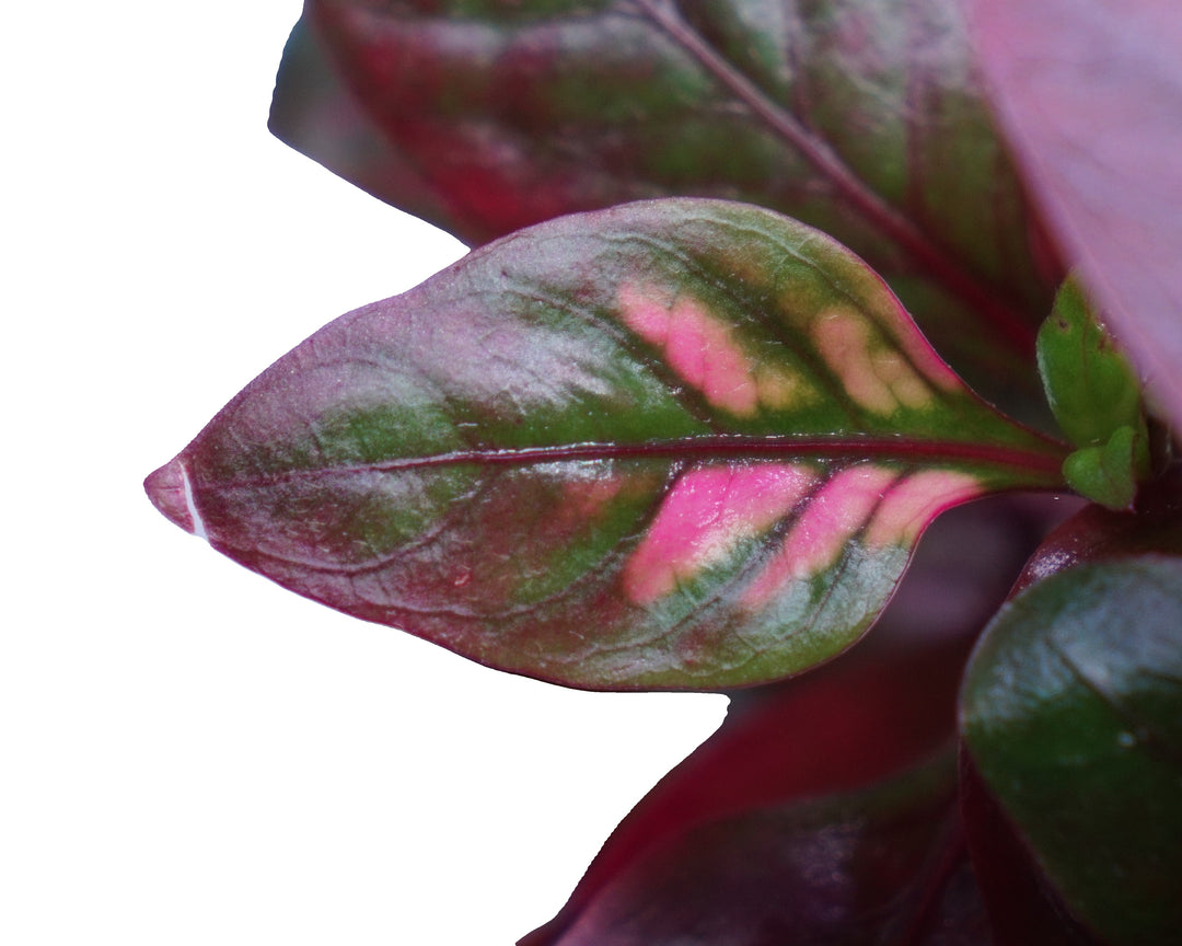 calathea aquarium Alternanthera reineckii red broad leaf – Vibrant Aquarium Plant