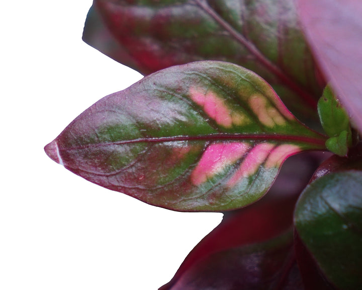 Alternanthera reineckii red broad leaf aquatic plant in a Cuboid Nature Aquarium pot with vibrant red foliage.