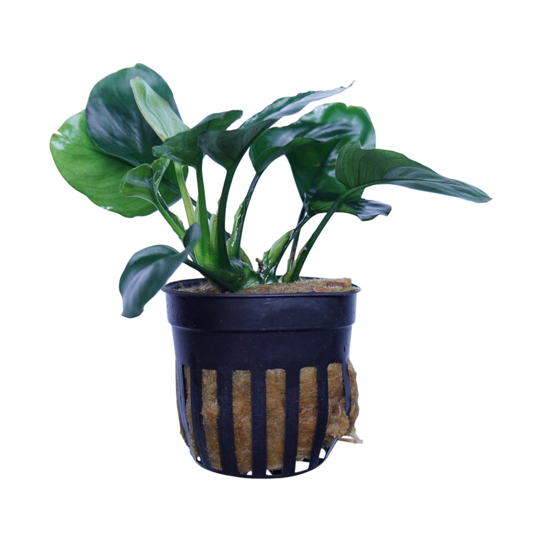 Anubias Barteri Broad Leaf