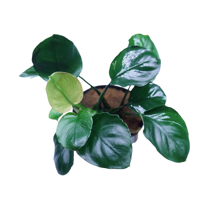 Anubias Barteri Broad Leaf