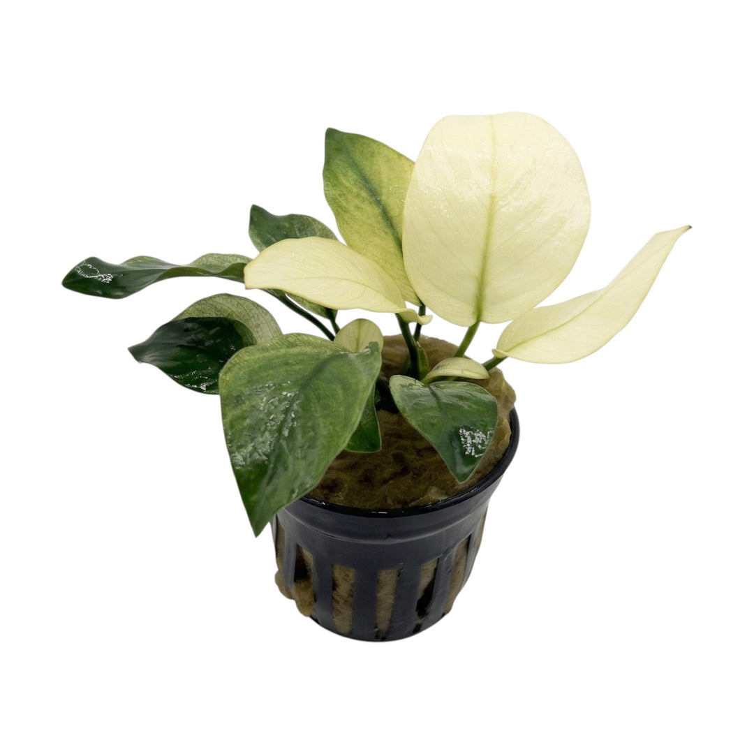 Anubias Barteri Broad White