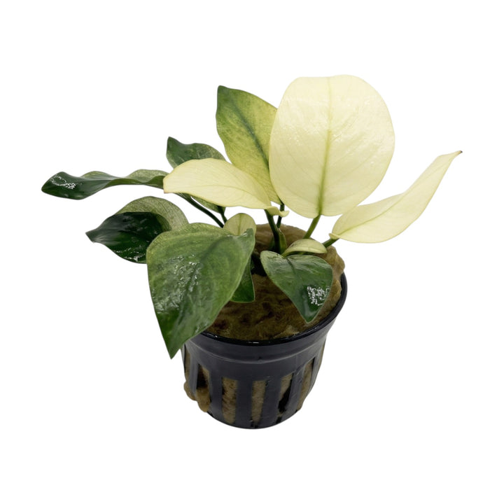 Anubias Barteri Broad White