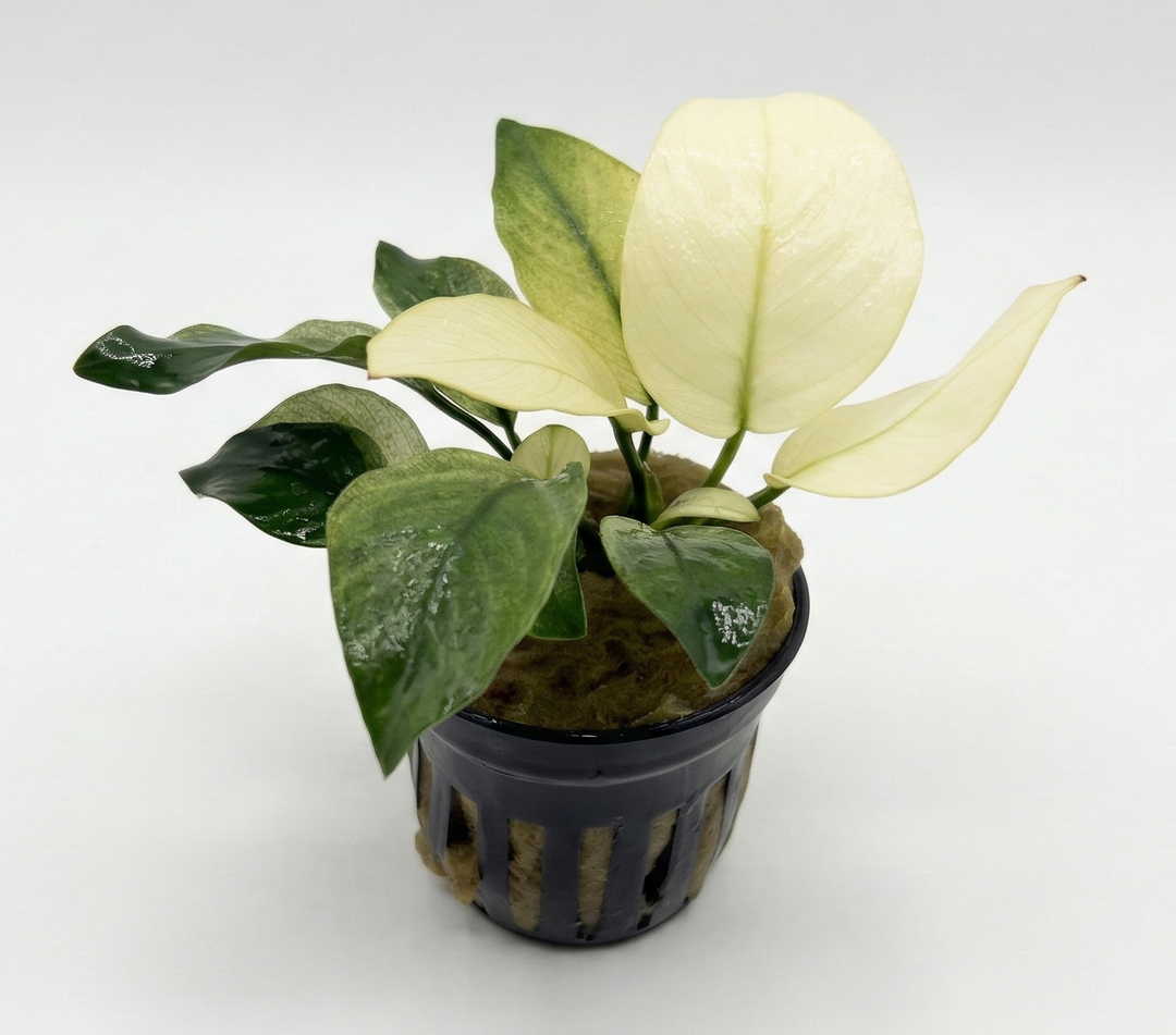Anubias Barteri Broad White