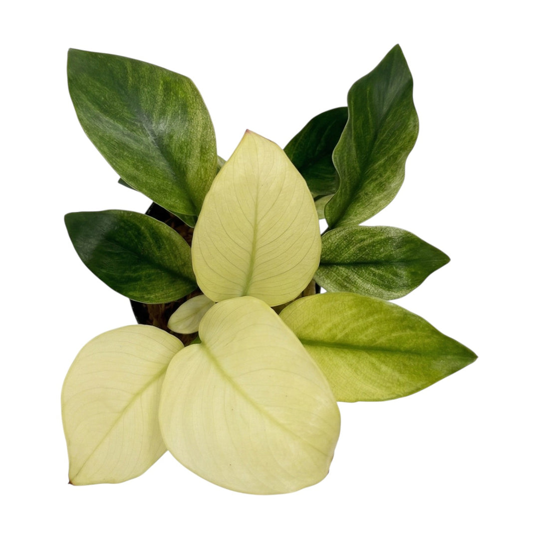 Anubias Barteri Broad White