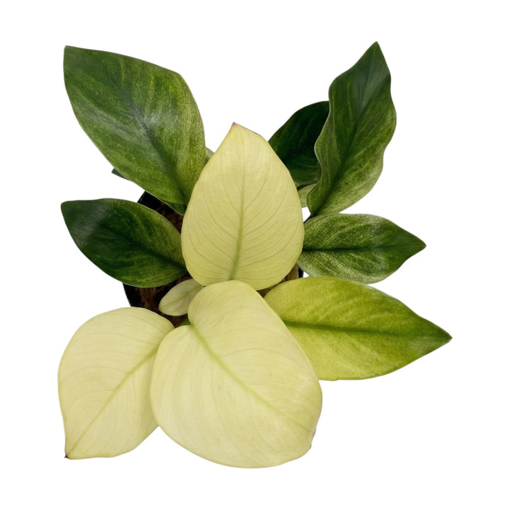 Anubias Barteri Broad White