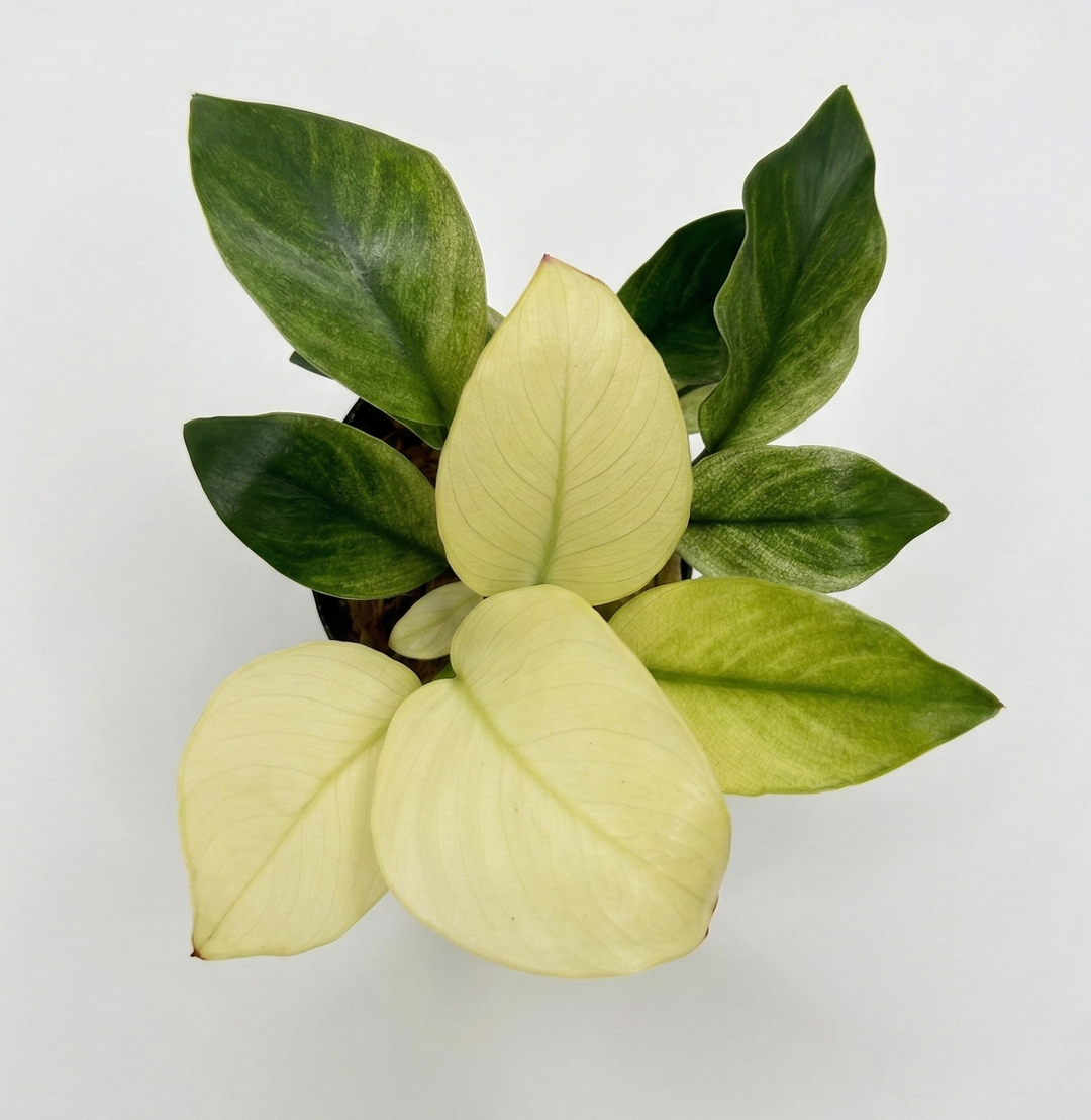Anubias Barteri Broad White