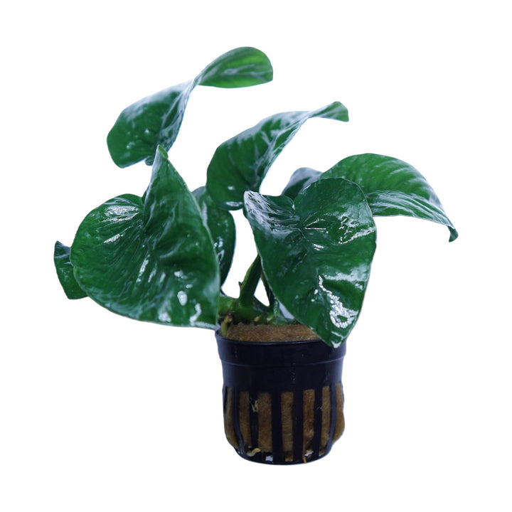 Anubias Barteri Butterfly