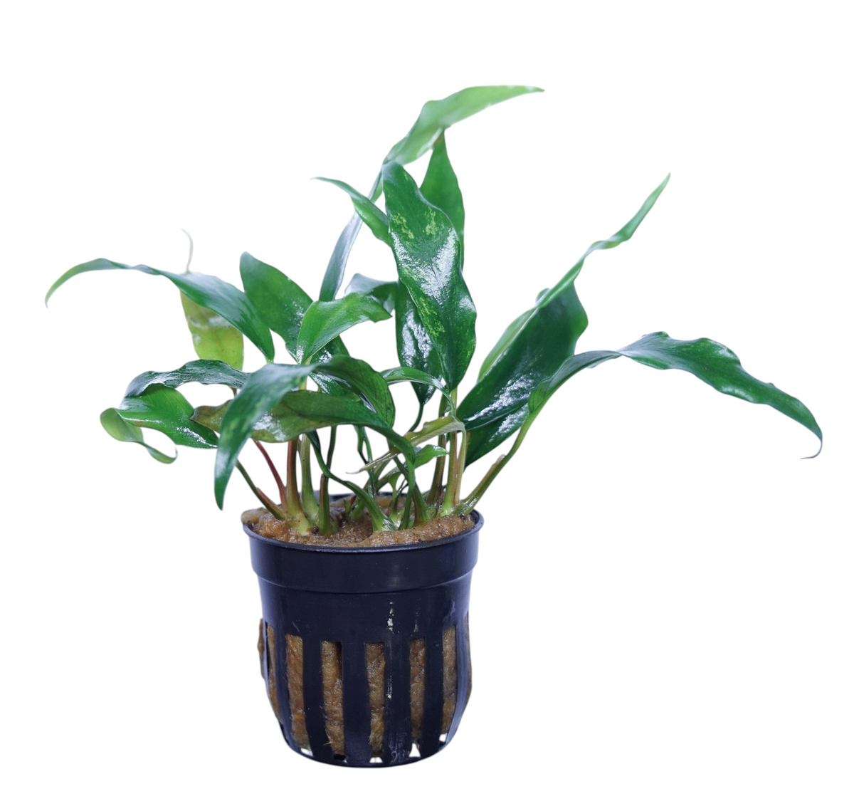 Anubias Barteri Glabra Minima aquatic plant in a pot from Cuboid Nature Aquarium, with broad green leaves suitable for freshwater tanks.