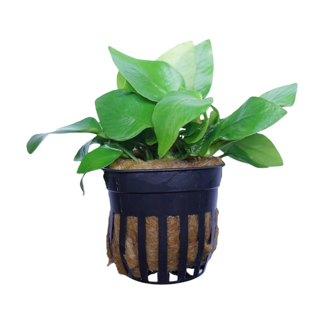 Anubias Barteri Nana Golden