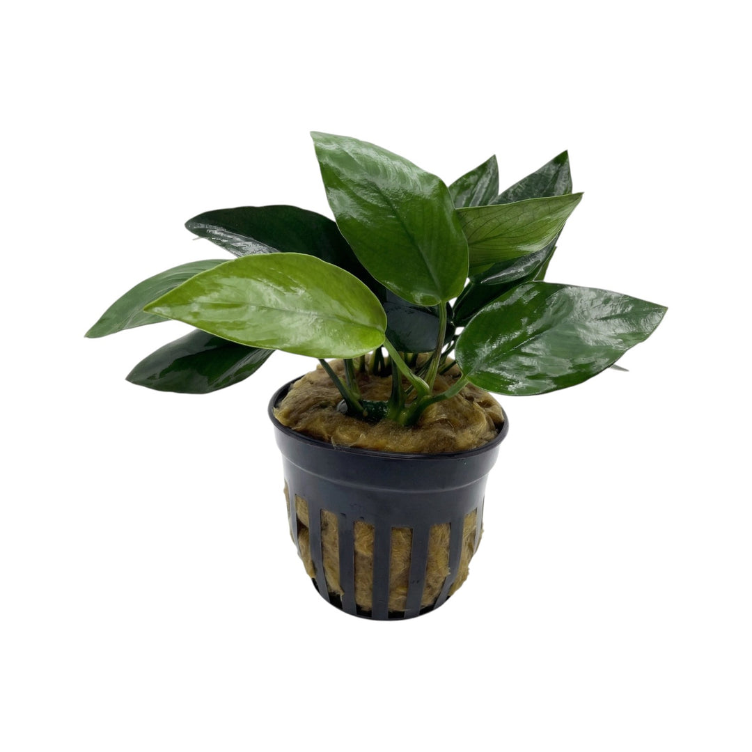 Anubias barteri nana peacock