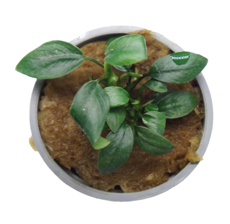 Small Anubias Barteri Nana Petite plant in a Cuboid Nature Aquarium pot, ideal for freshwater tank decoration.