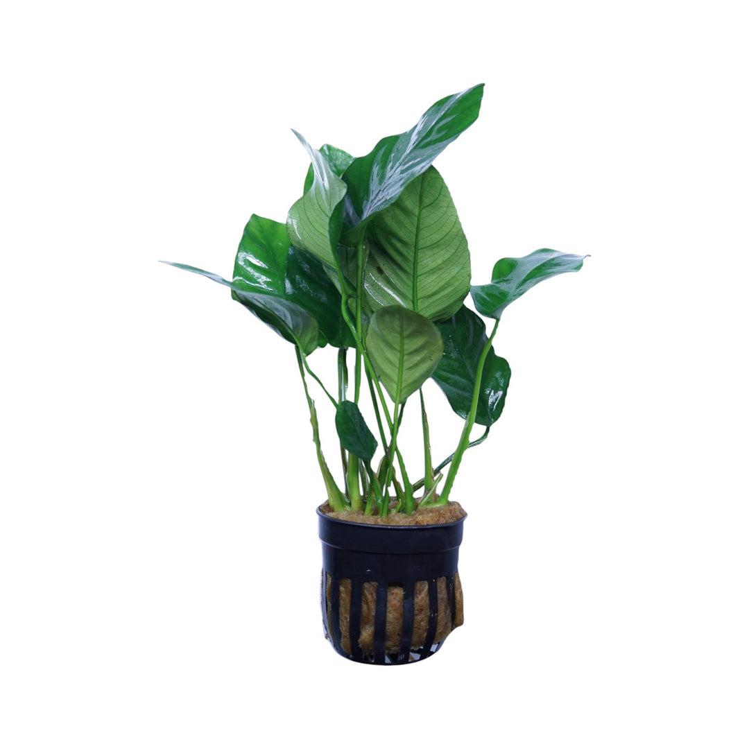 Anubias Barteri Nana Tall