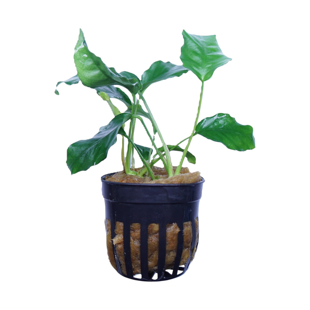 Anubias Barteri Nana Wrinkle Leaf