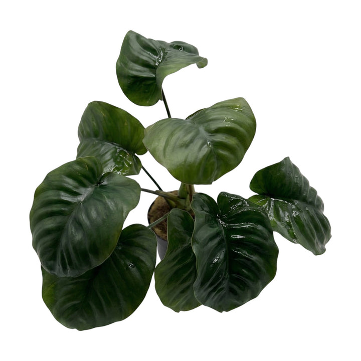 Anubias barteri rainforest