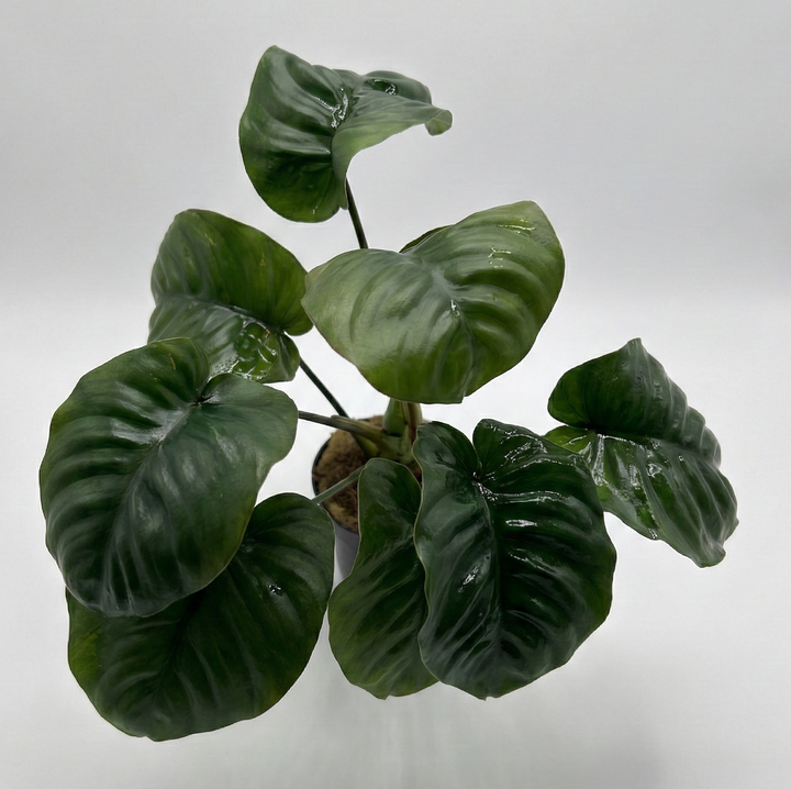 Anubias barteri rainforest