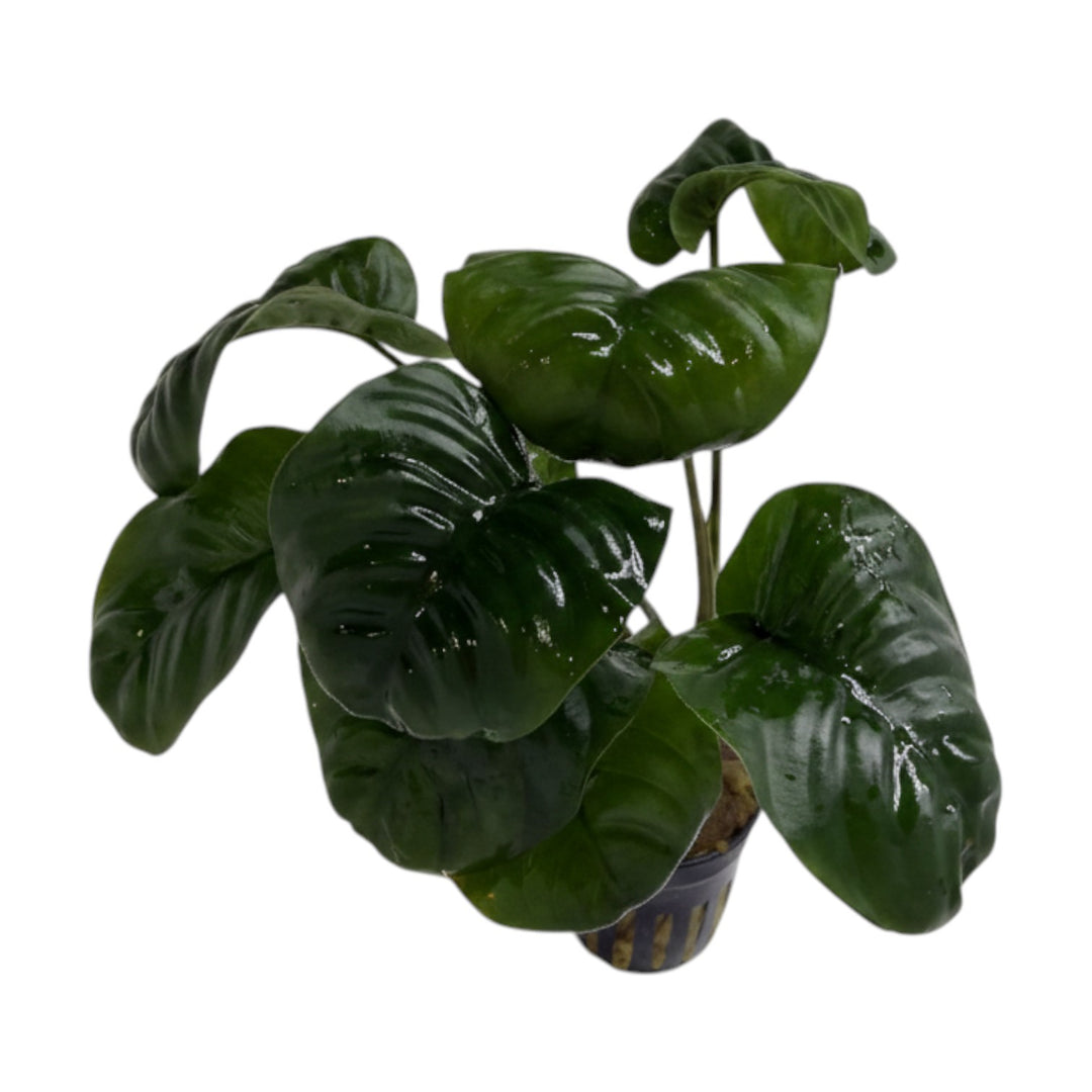 Anubias barteri rainforest