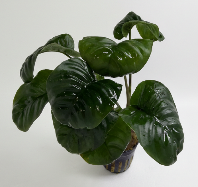 Anubias barteri rainforest