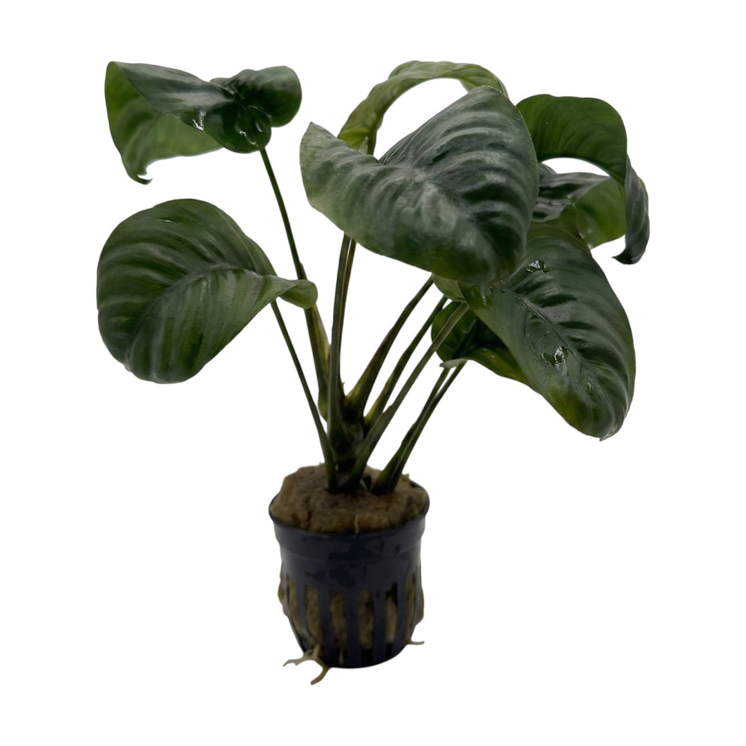 Anubias barteri rainforest
