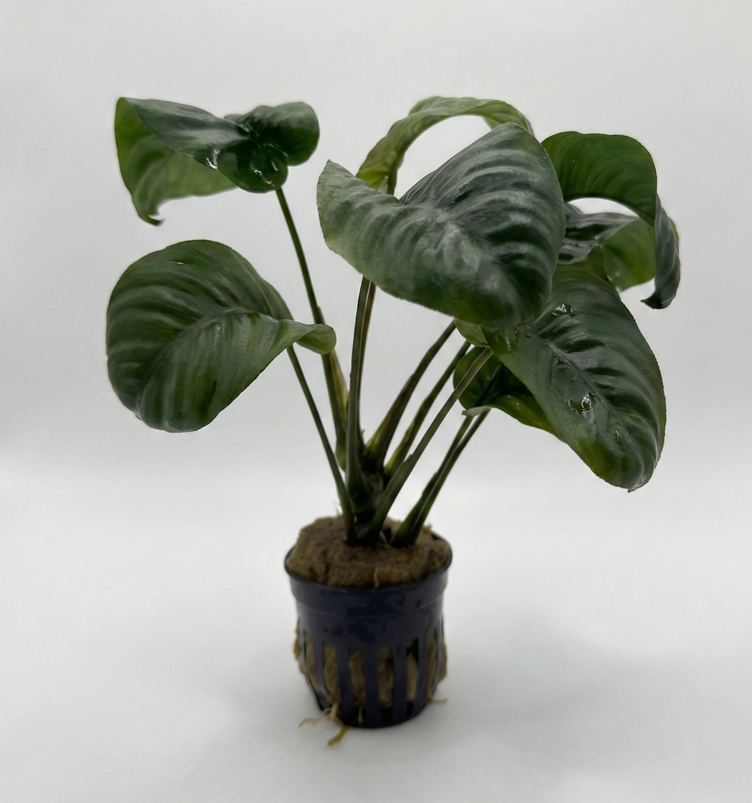 Anubias barteri rainforest