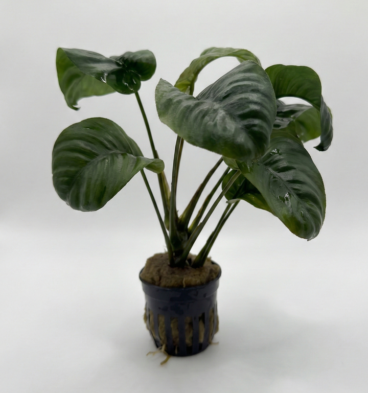 Anubias barteri rainforest