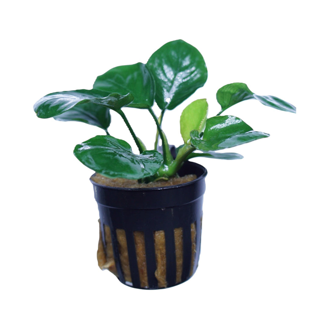 Anubias barteri round (golden coin)
