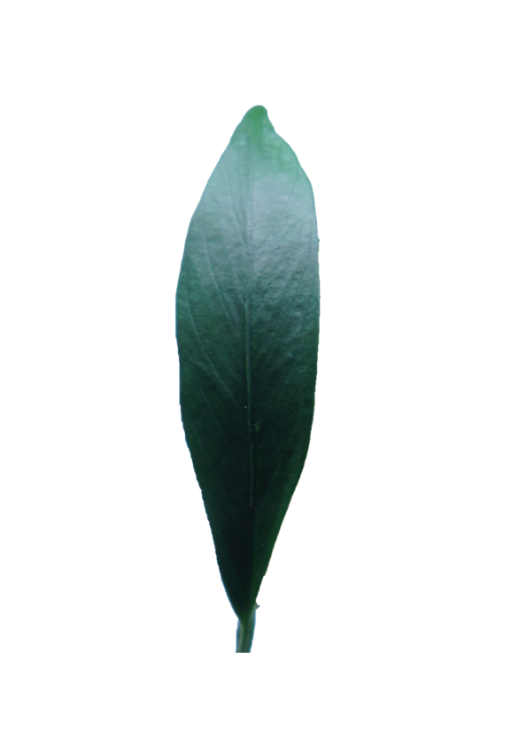 Mini Anubias congensis plant from Cuboid Nature Aquarium, shown rooted in a pot, suitable for freshwater aquariums.