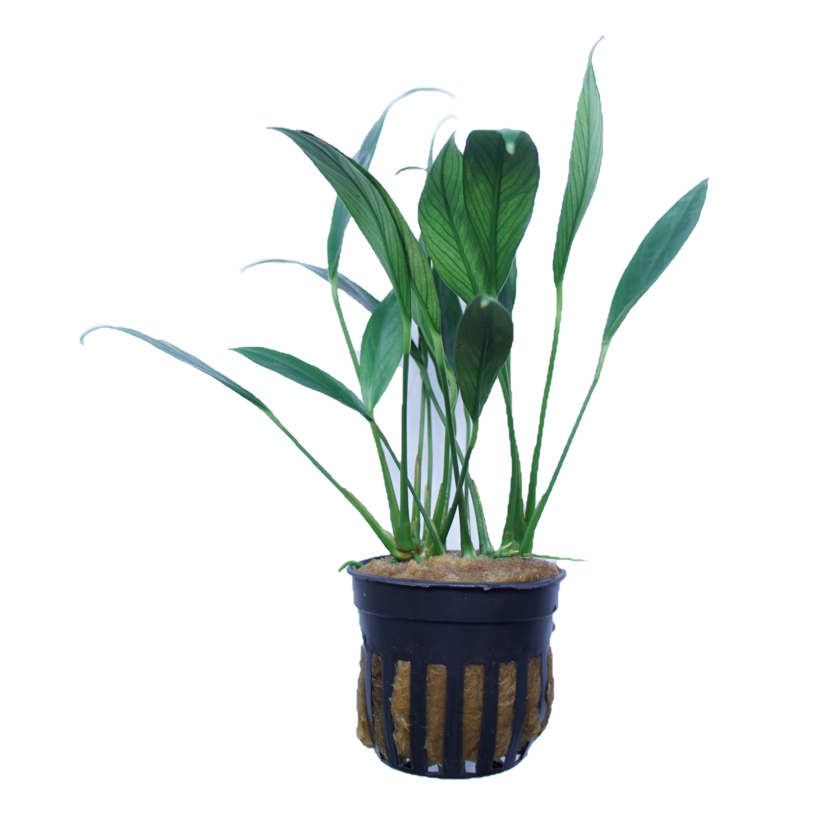 Mini Anubias congensis aquatic plant from Cuboid Nature Aquarium, featuring lush green leaves in a small pot.