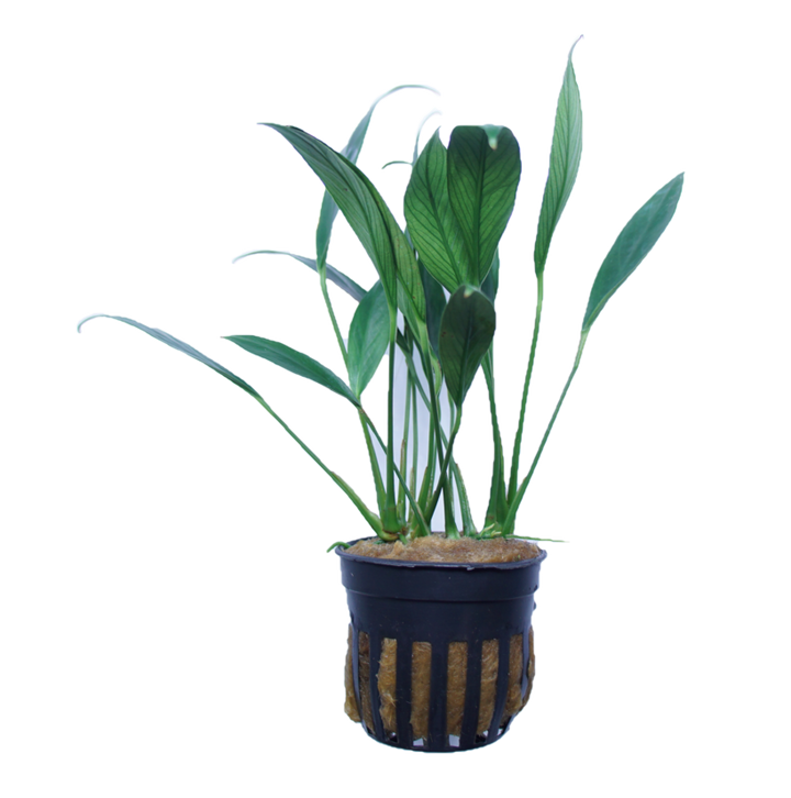 Mini Anubias congensis aquatic plant from Cuboid Nature Aquarium, featuring lush green leaves in a small pot.