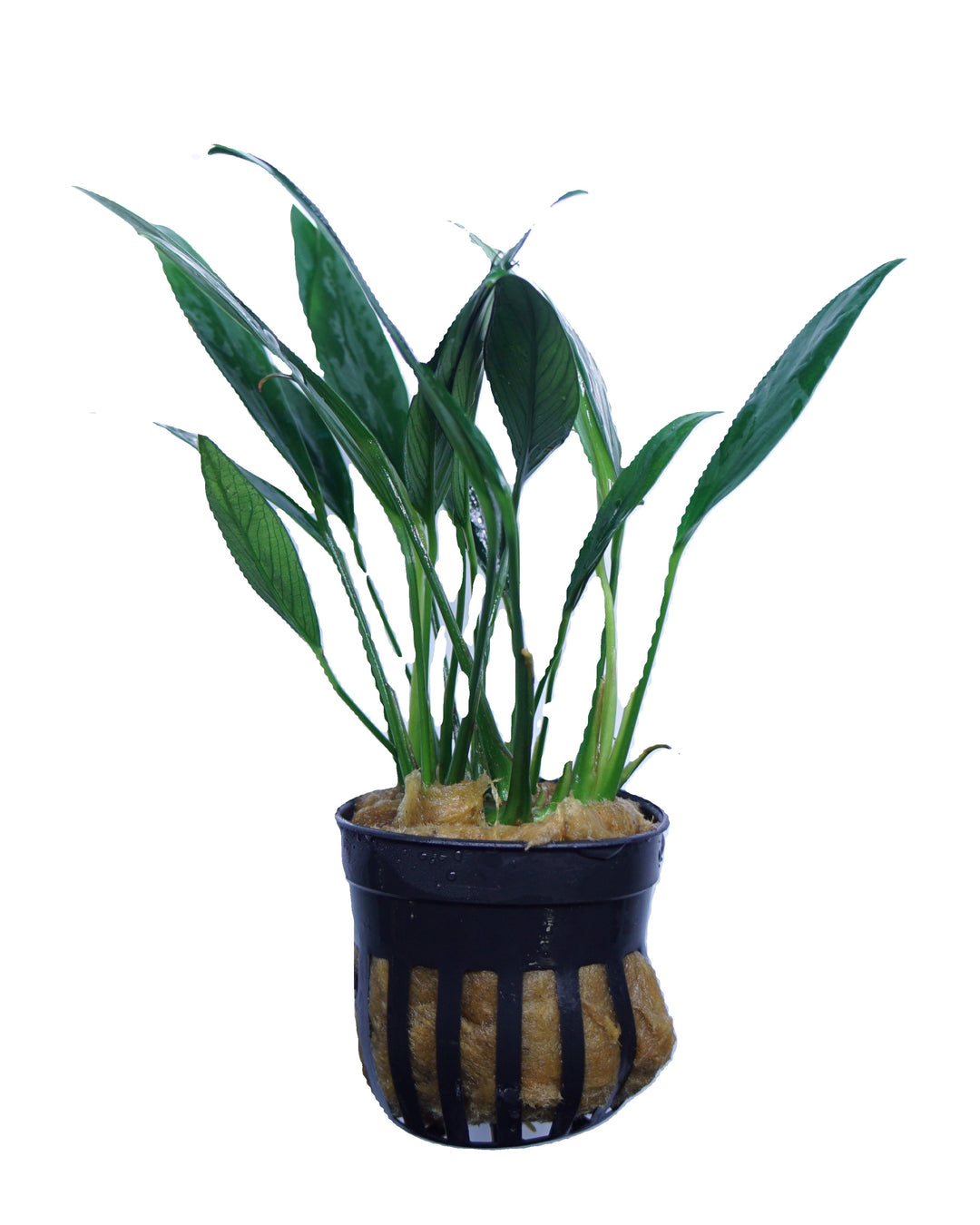 Mini Anubias congensis plant in a pot from Cuboid Nature Aquarium, showcasing lush green aquatic plant leaves.