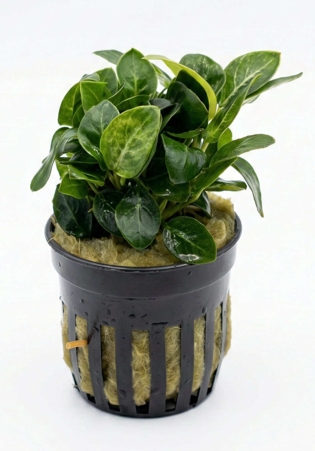 Anubias Giant Stardust