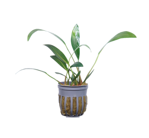 Anubias glabra (lanceolata)