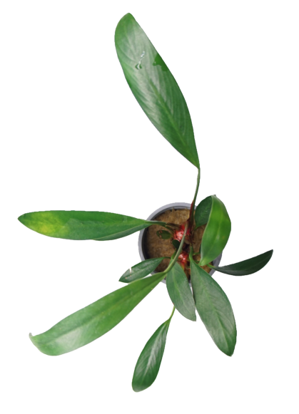 Anubias glabra (lanceolata)