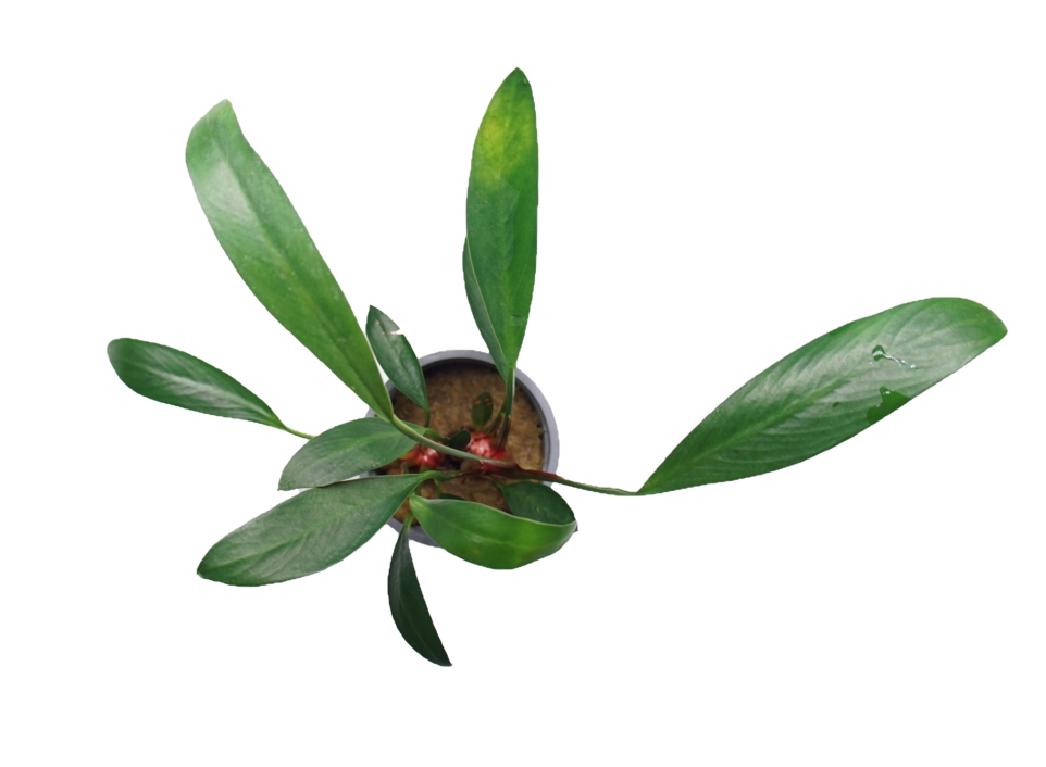 Anubias glabra (lanceolata)