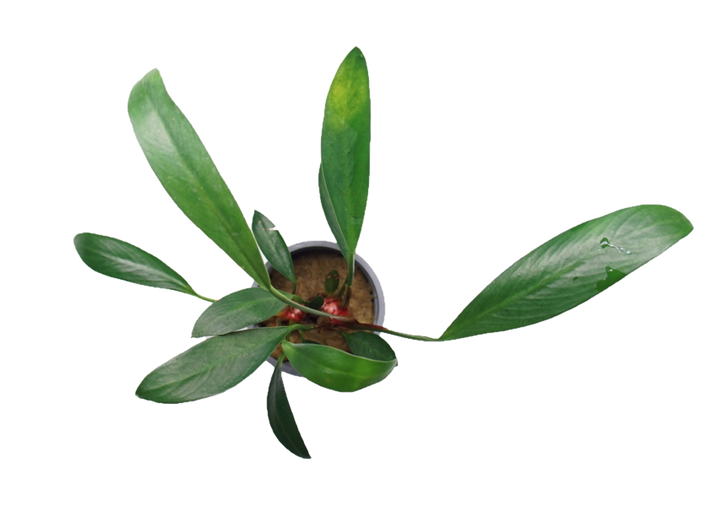 Anubias glabra (lanceolata)