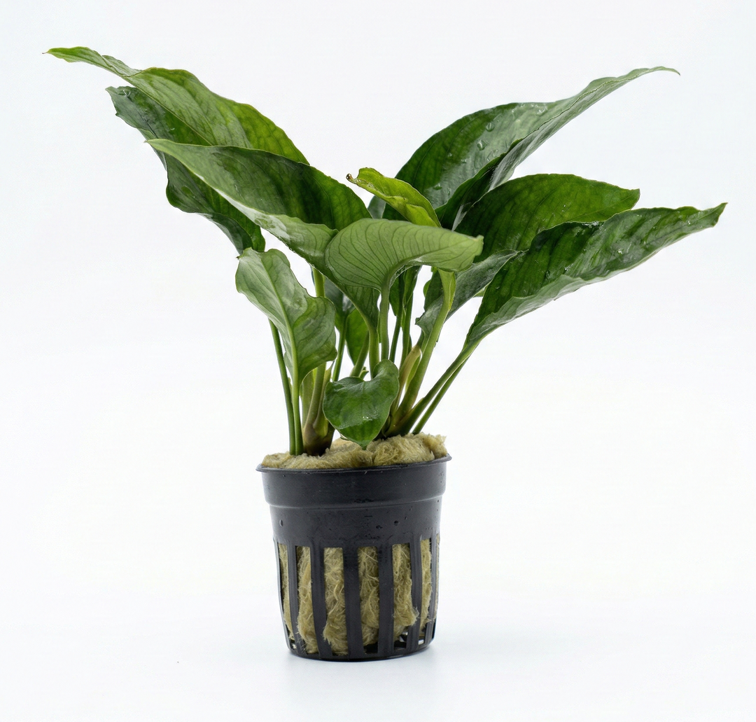 Anubias heterophylla supernova
