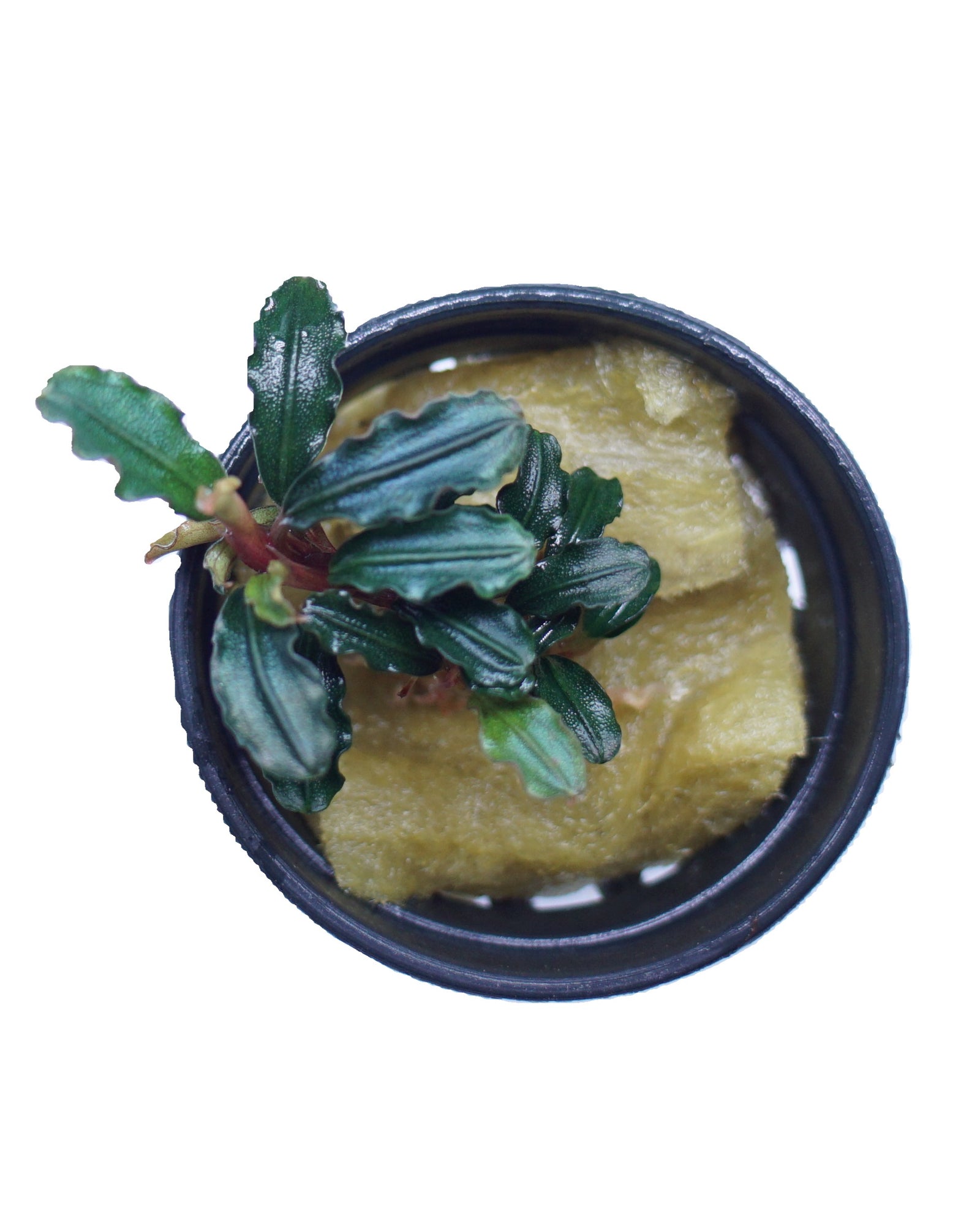 Dark Phantom Bucephalandra plant from Cuboid Nature Aquarium, showcasing lush, dark green leaves in a small pot.