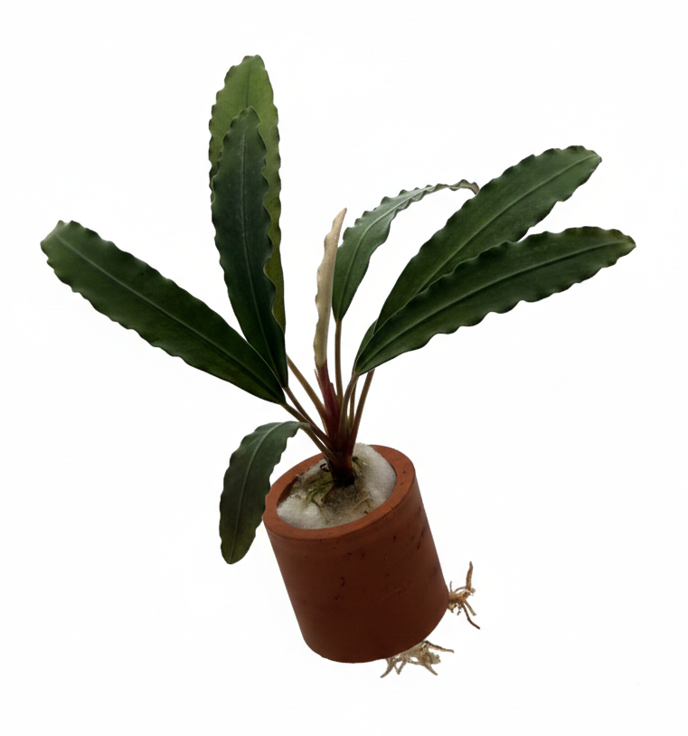 Bucephalandra Giant Velvet aquatic plant from Cuboid Nature Aquarium, showcasing lush green leaves in a plant pot.