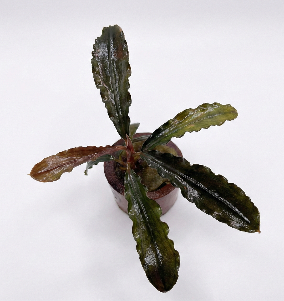 Long brown Bucephalandra kedagang aquatic plant from Cuboid Nature Aquarium, with lush, textured leaves in a pot.