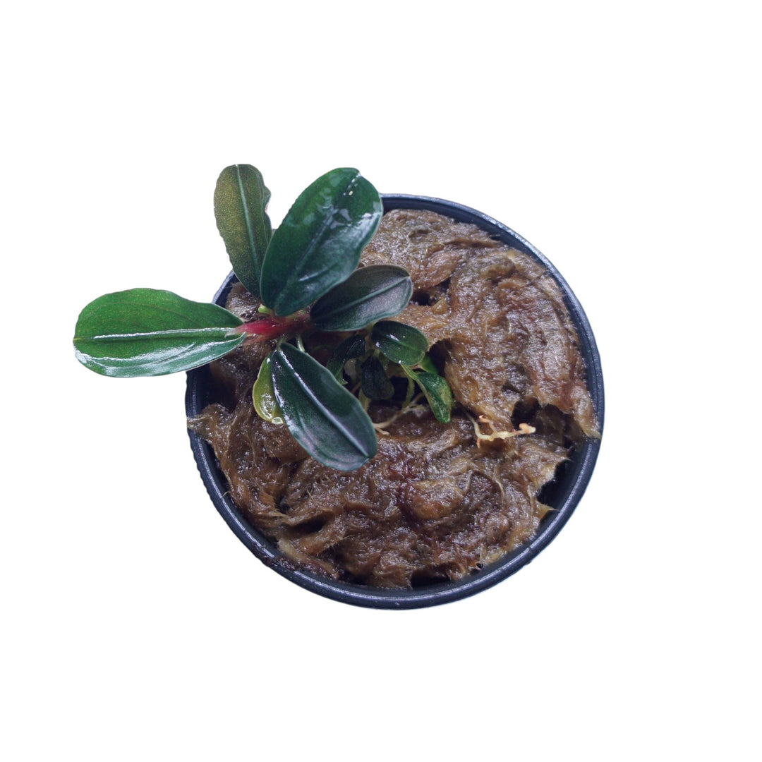 Bucephalandra Kedagang Mini Round