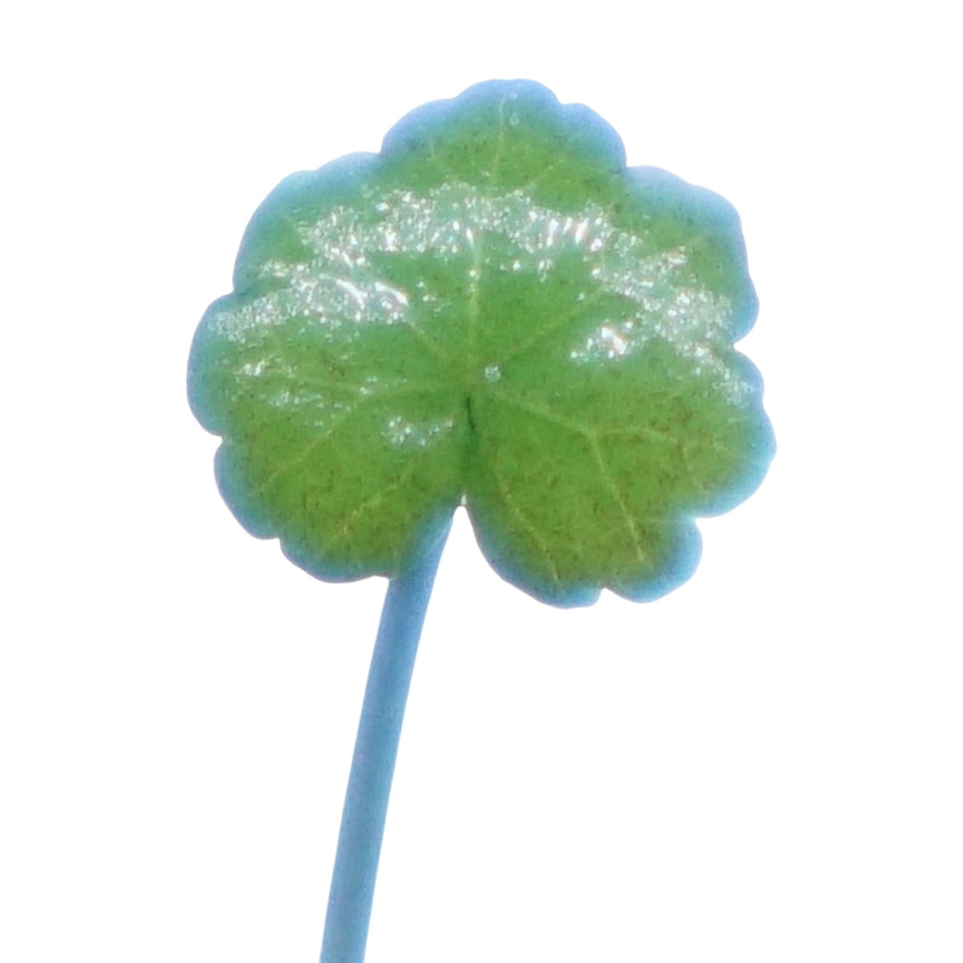 Cardamine Lyrata
