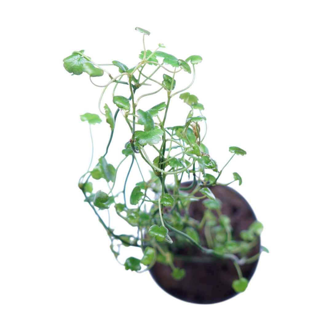 Cardamine Lyrata