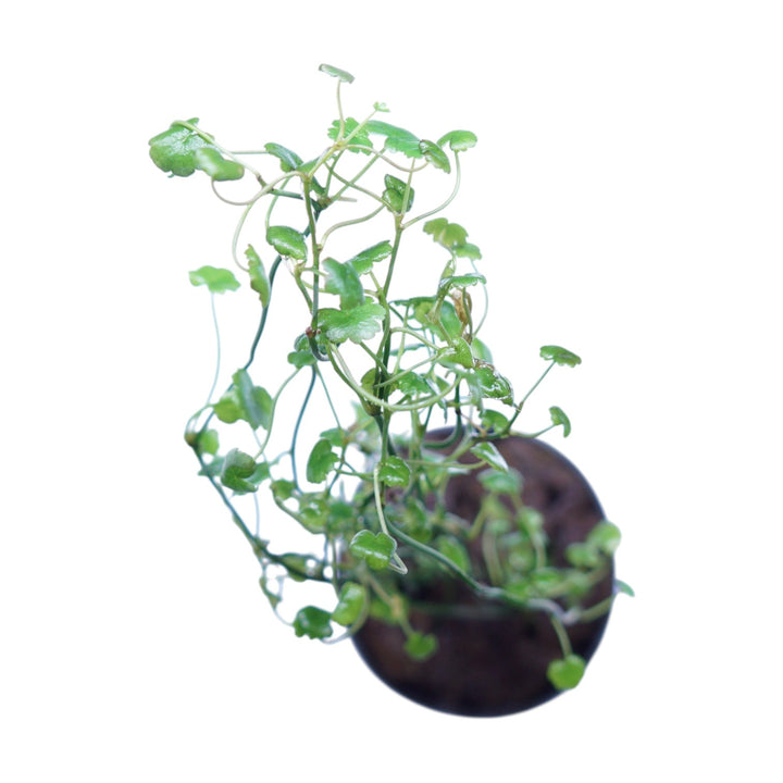 Cardamine Lyrata