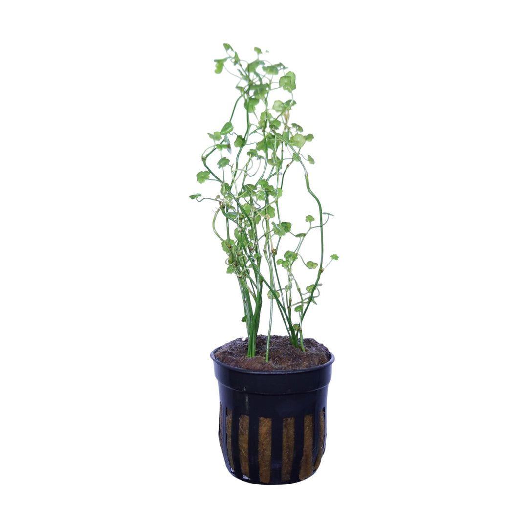Cardamine Lyrata