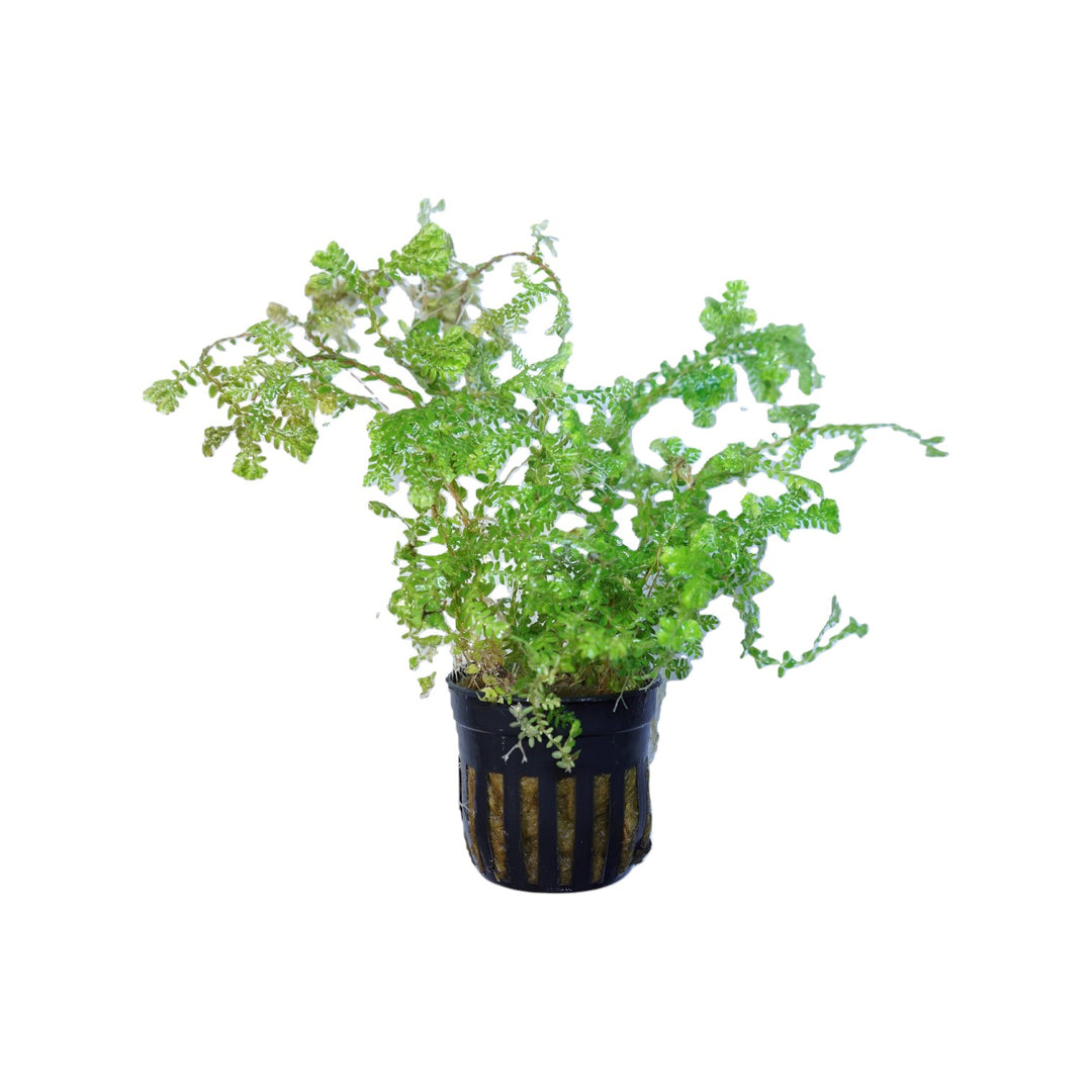 Club Moss