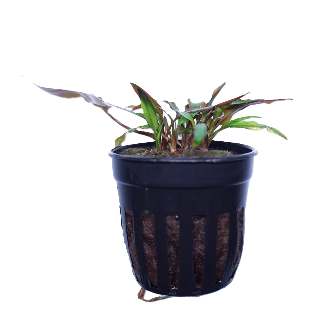Red Cryptocoryne affinis aquatic plant from Cuboid Nature Aquarium, shown in a pot with lush red and green leaves.