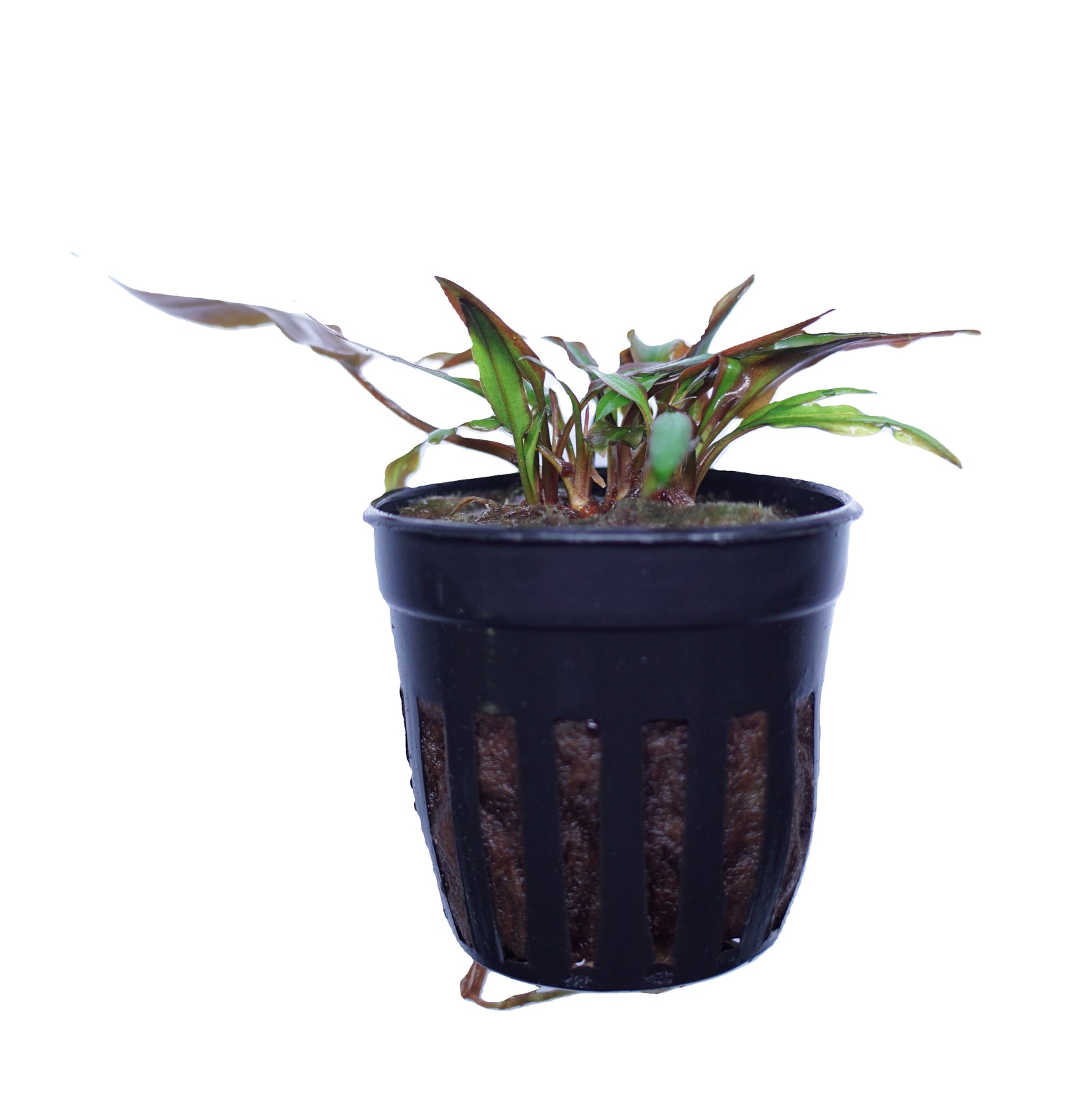 Red Cryptocoryne affinis aquatic plant from Cuboid Nature Aquarium, shown in a pot with lush red and green leaves.