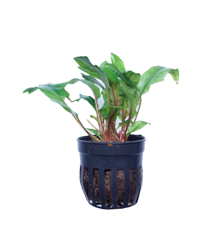 Cryptocoryne becketti petchii
