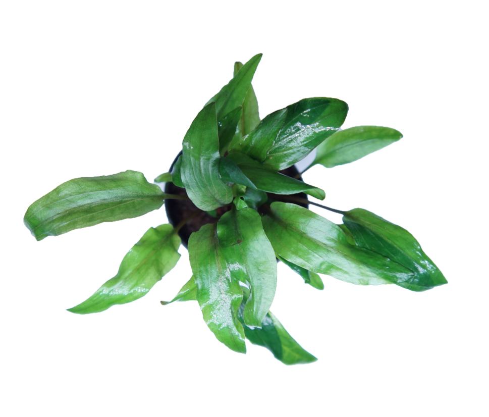 Cryptocoryne becketti petchii